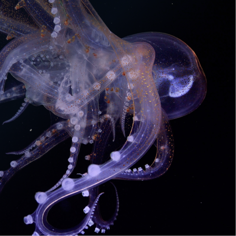 clear octopus under the ocean