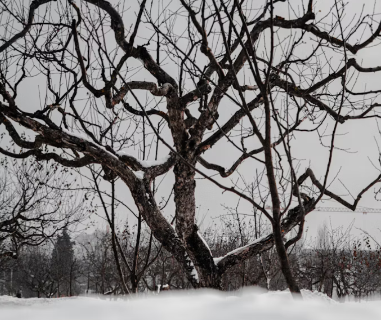 Snowy tree