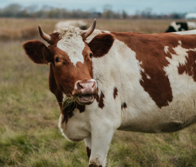 Cow eating