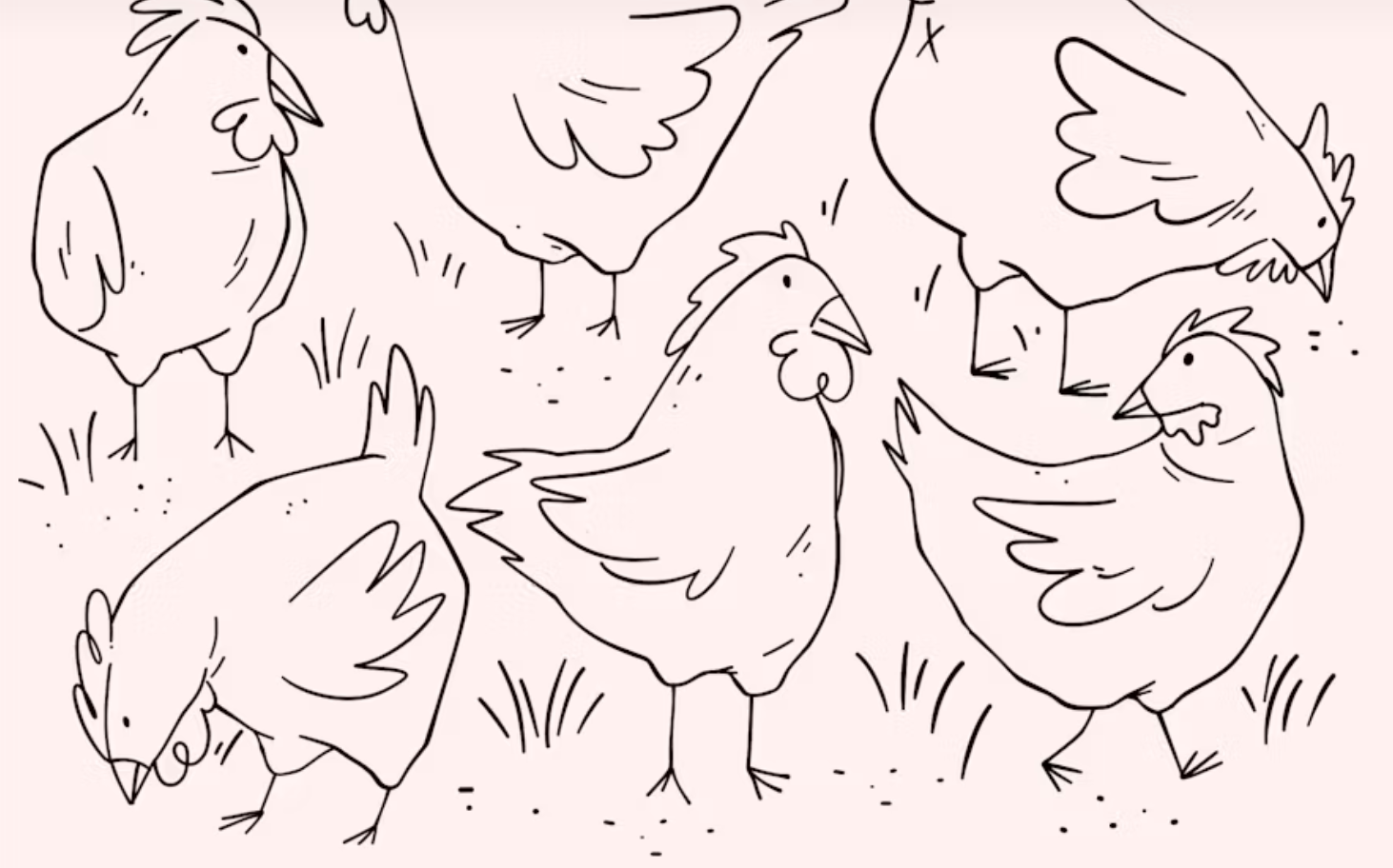 Chickens