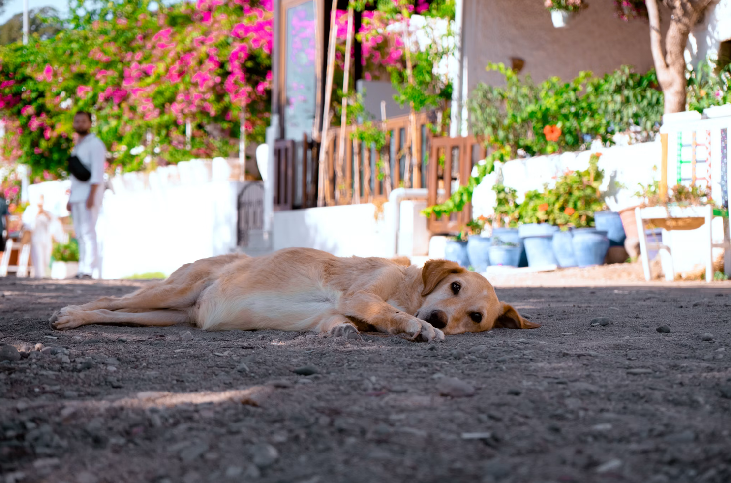 Dog lying on the ground