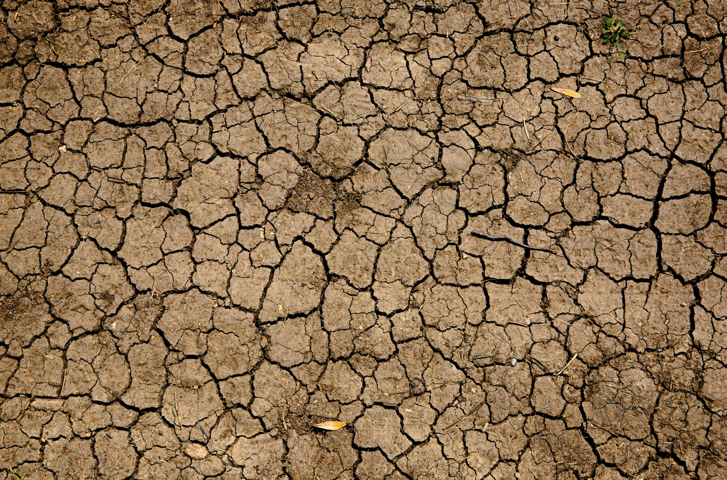 Dried earth