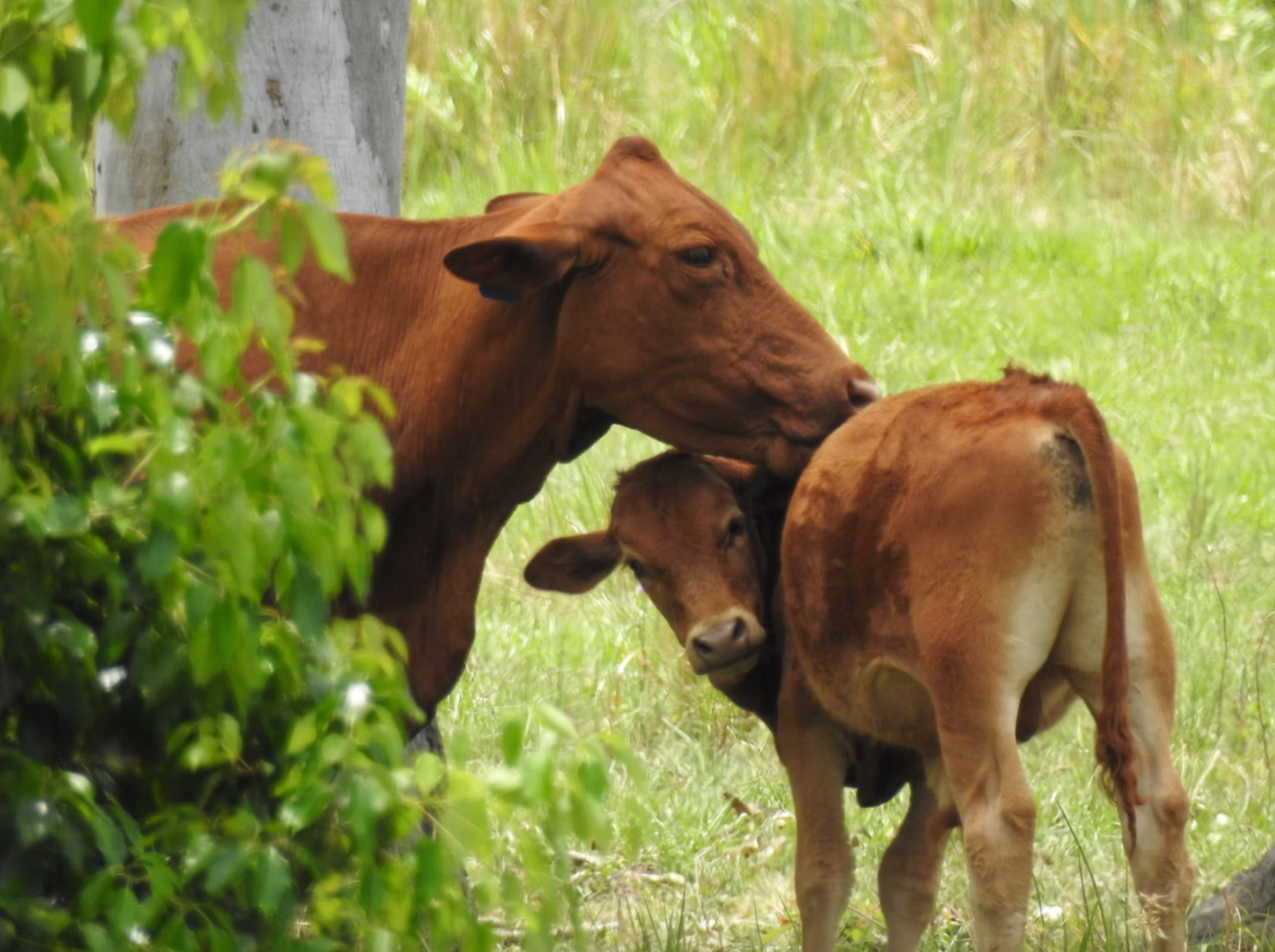 Jewish people are duty bound to remember the kindness of animals