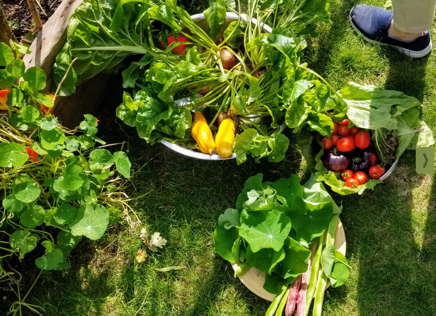Garden to Plate event: 8th September '25