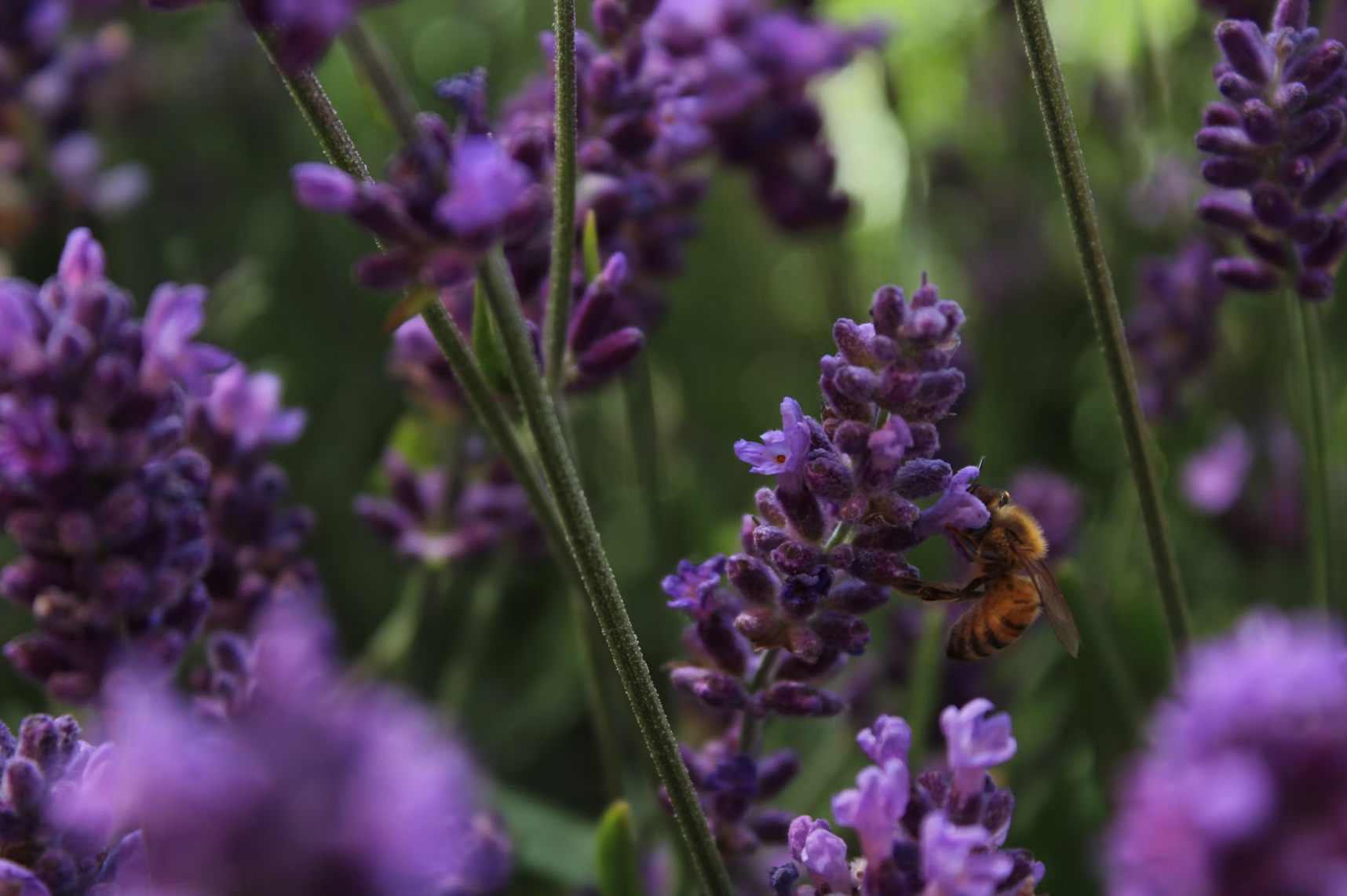 Local flowers & a bee