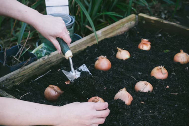Planting bulbs