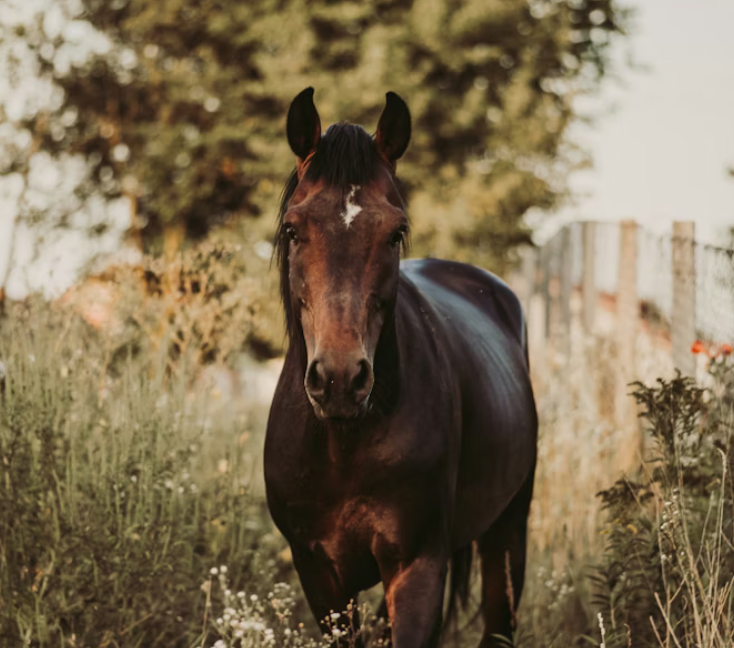 A horse