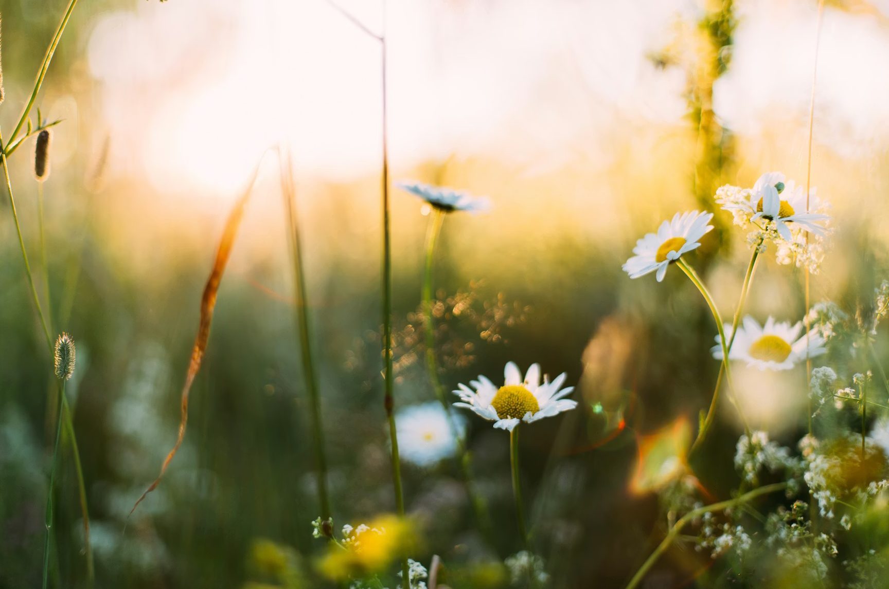 Daisies in a spring feild