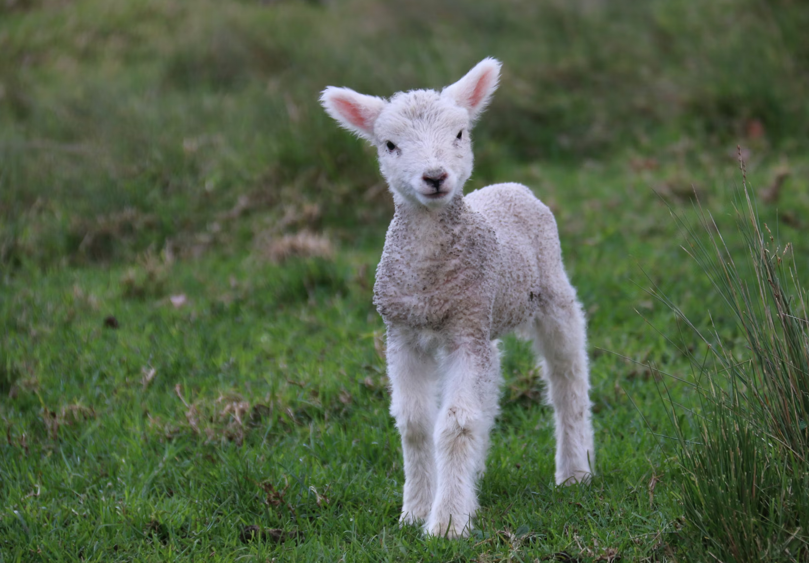 A cute lamb