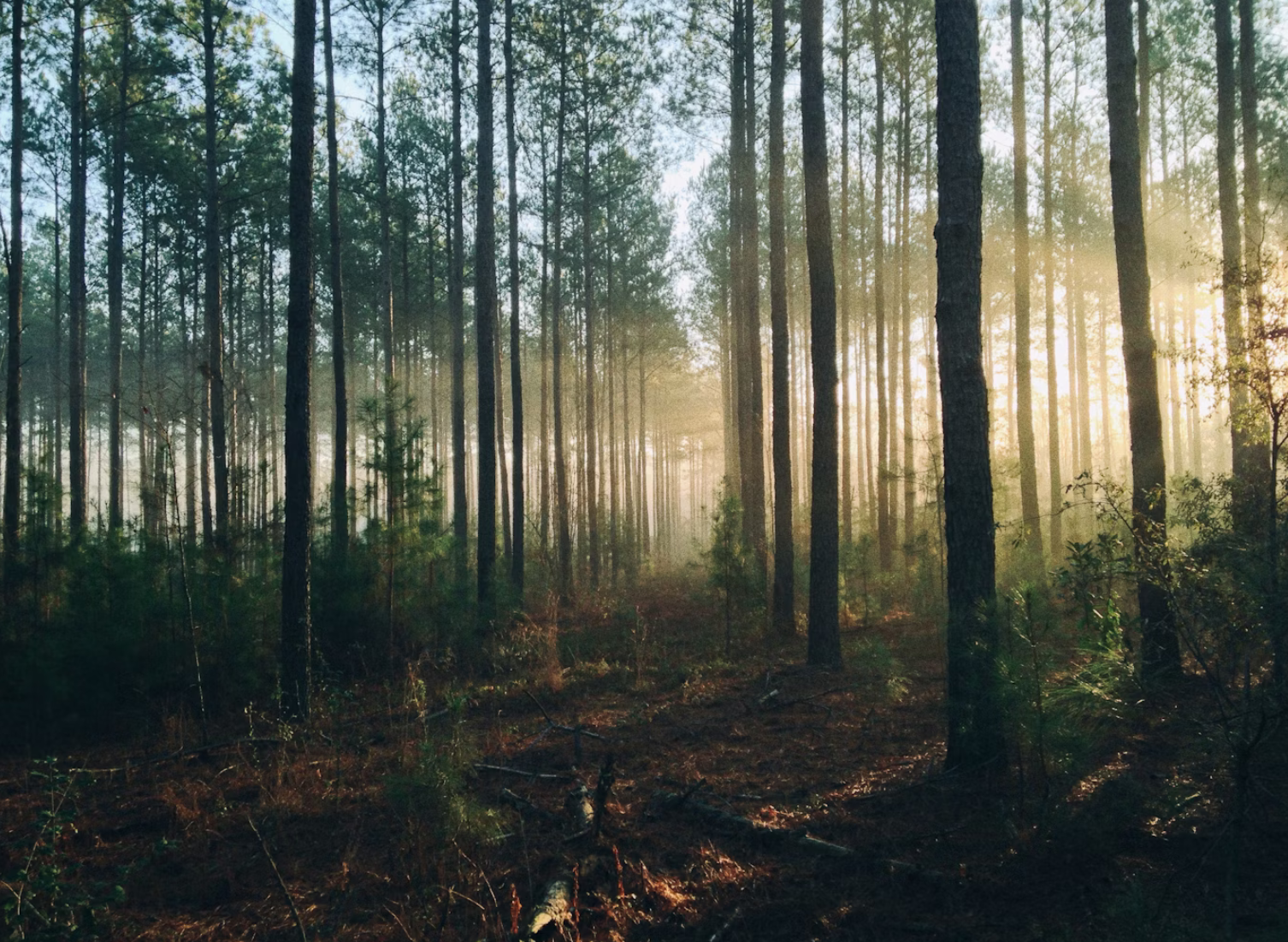 A forest