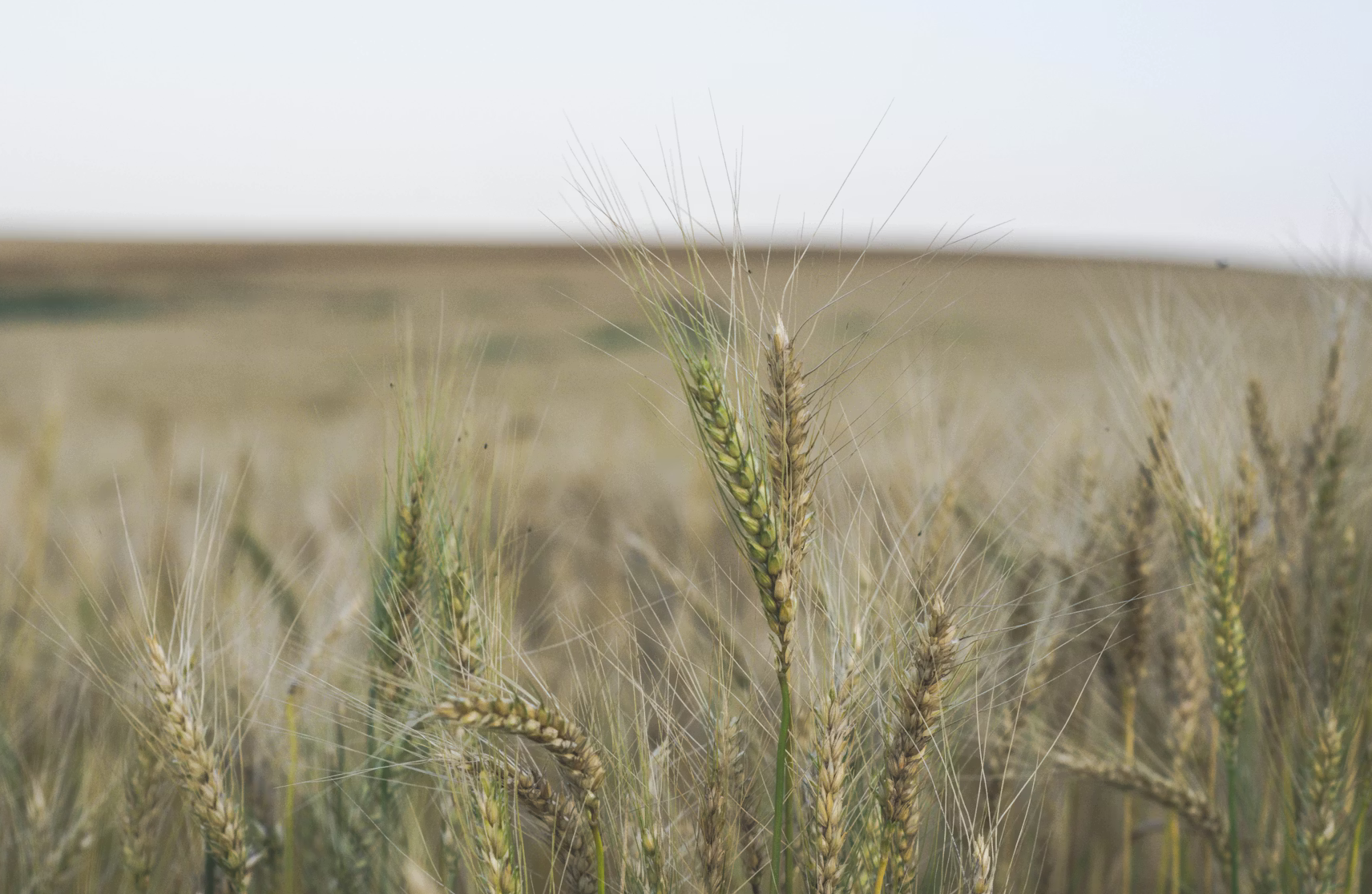 Grain crops in a field