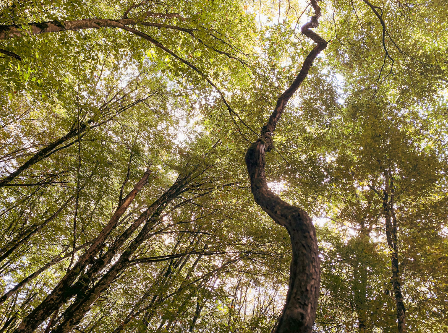 Trees in a woodland