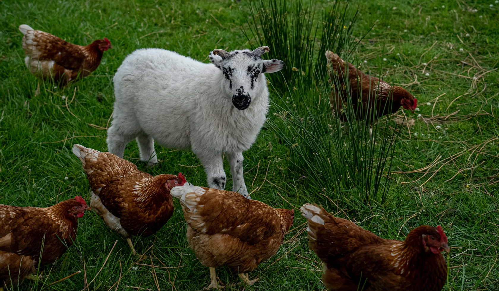 Calculating the Innocent Lives Saved by the UK’s Growing Vegan Community