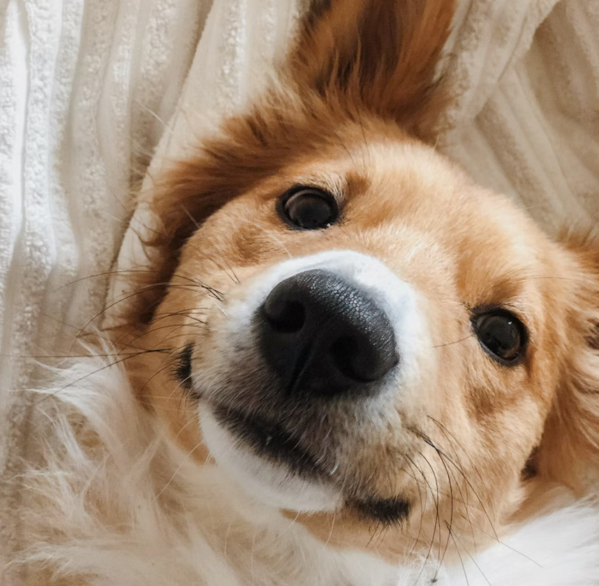 Cute little dog