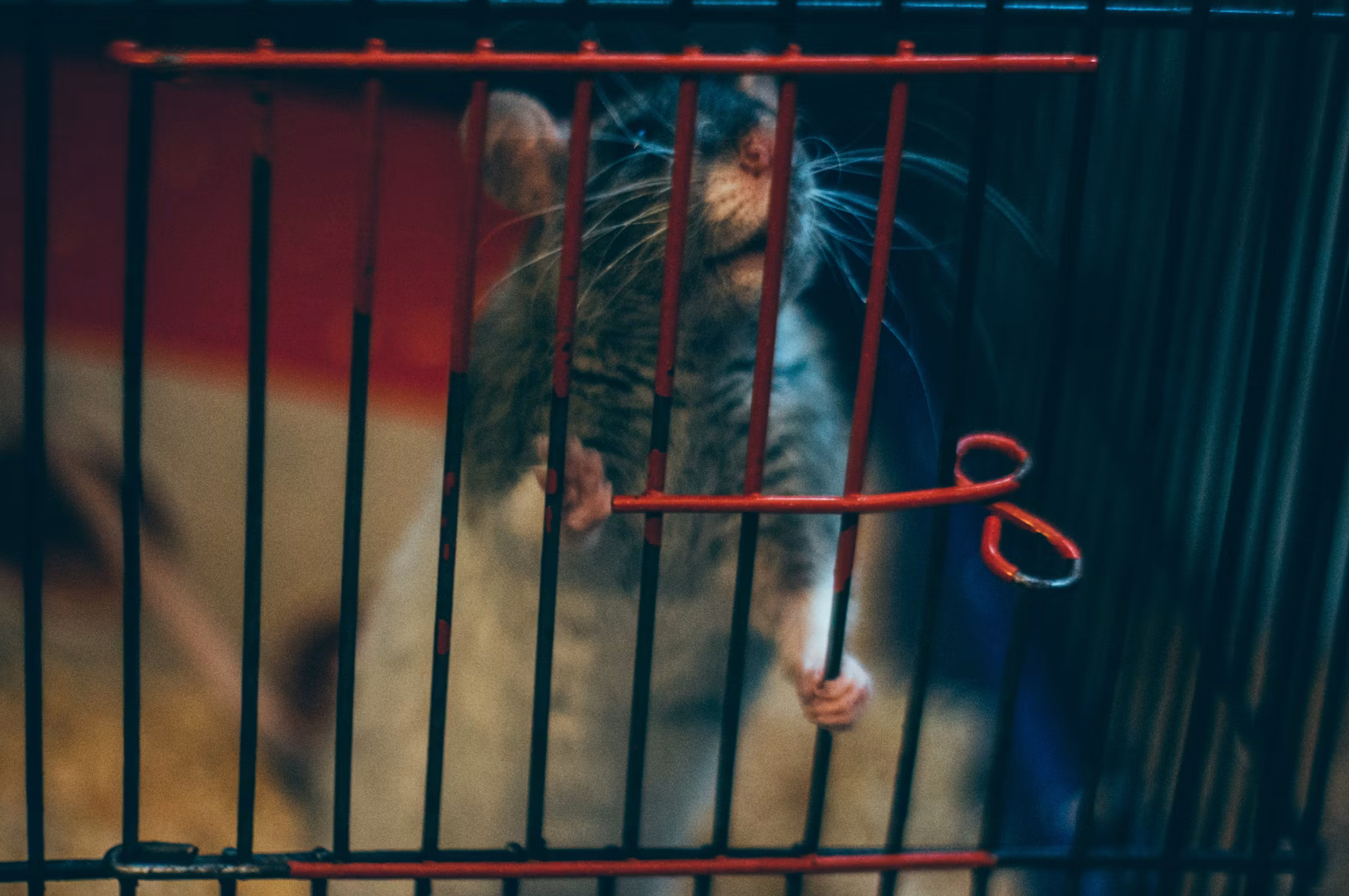 A caged animal