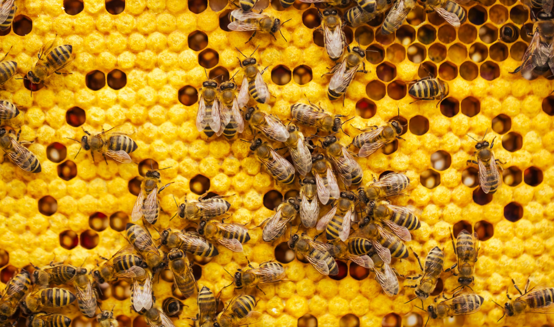 Bees