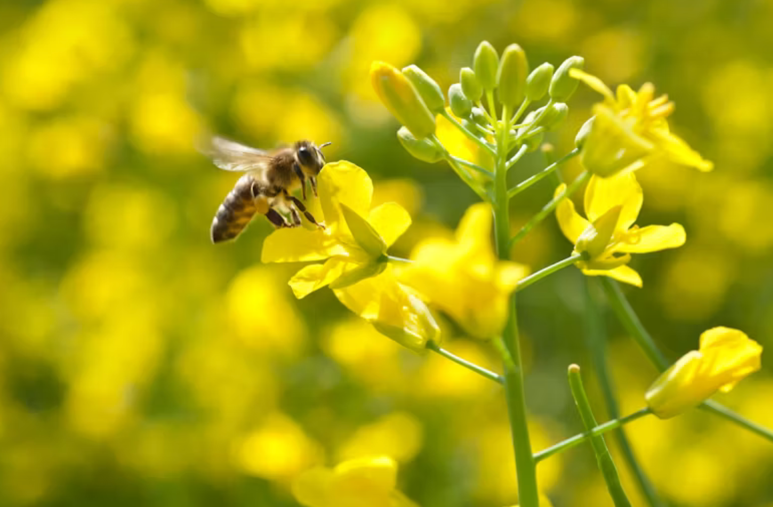 Bee on a flower