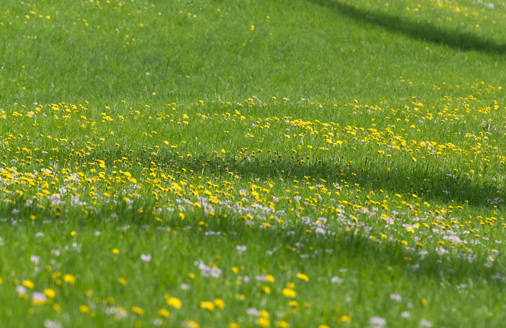Green feild with flowers