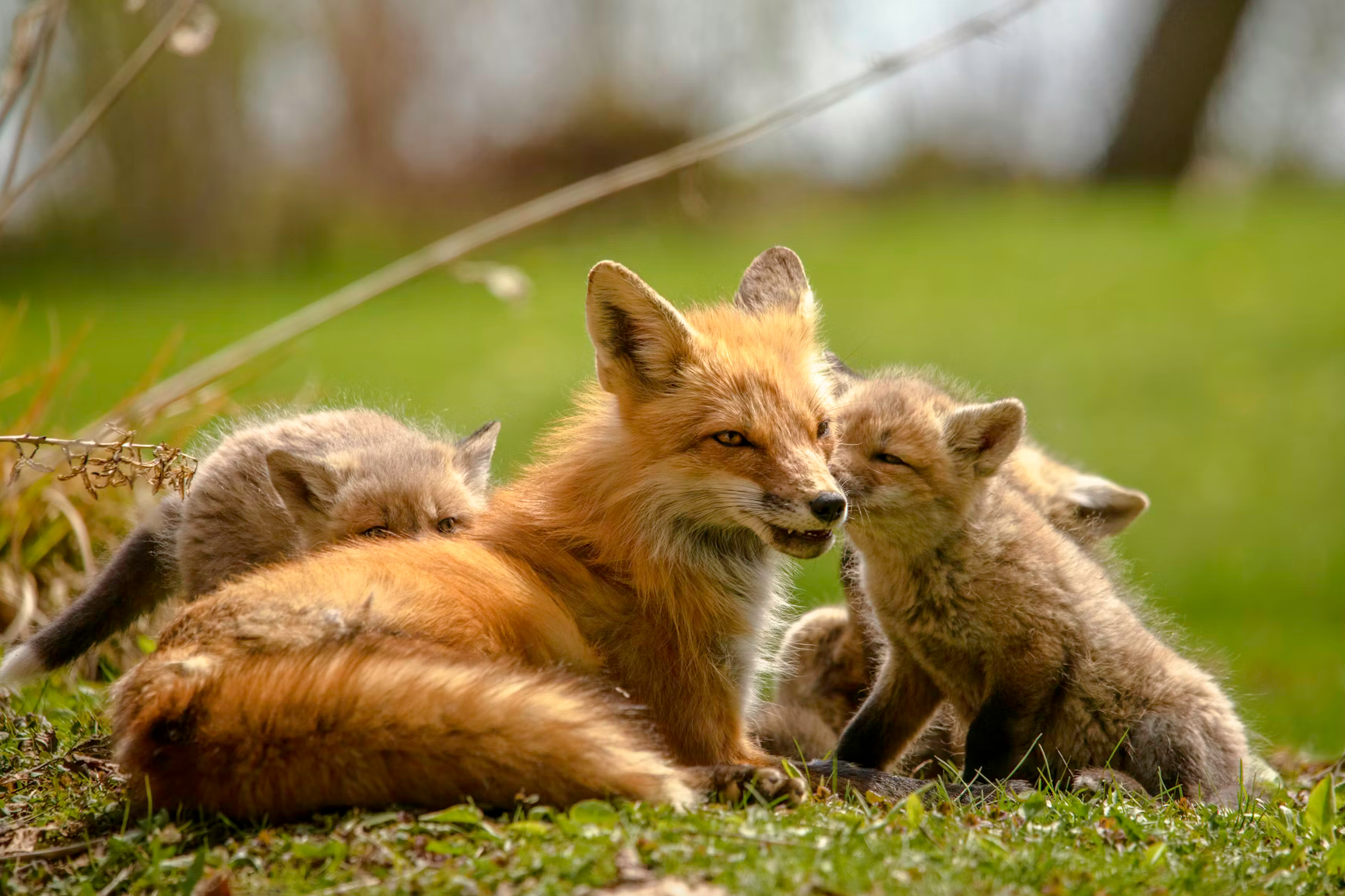 Fox with its foxlets