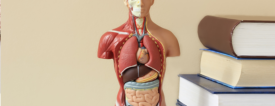 Anatomy illustration of the human body next to a stack of books