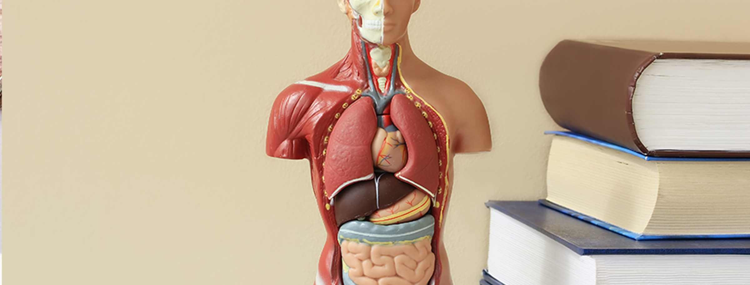 Anatomy illustration of the human body next to a stack of books
