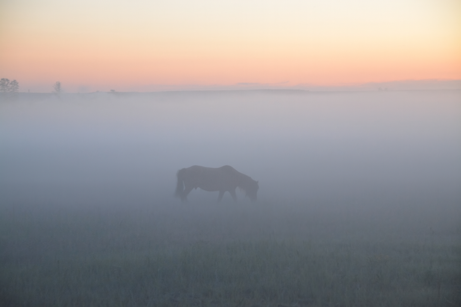 yakutian (sakha) horse in the field