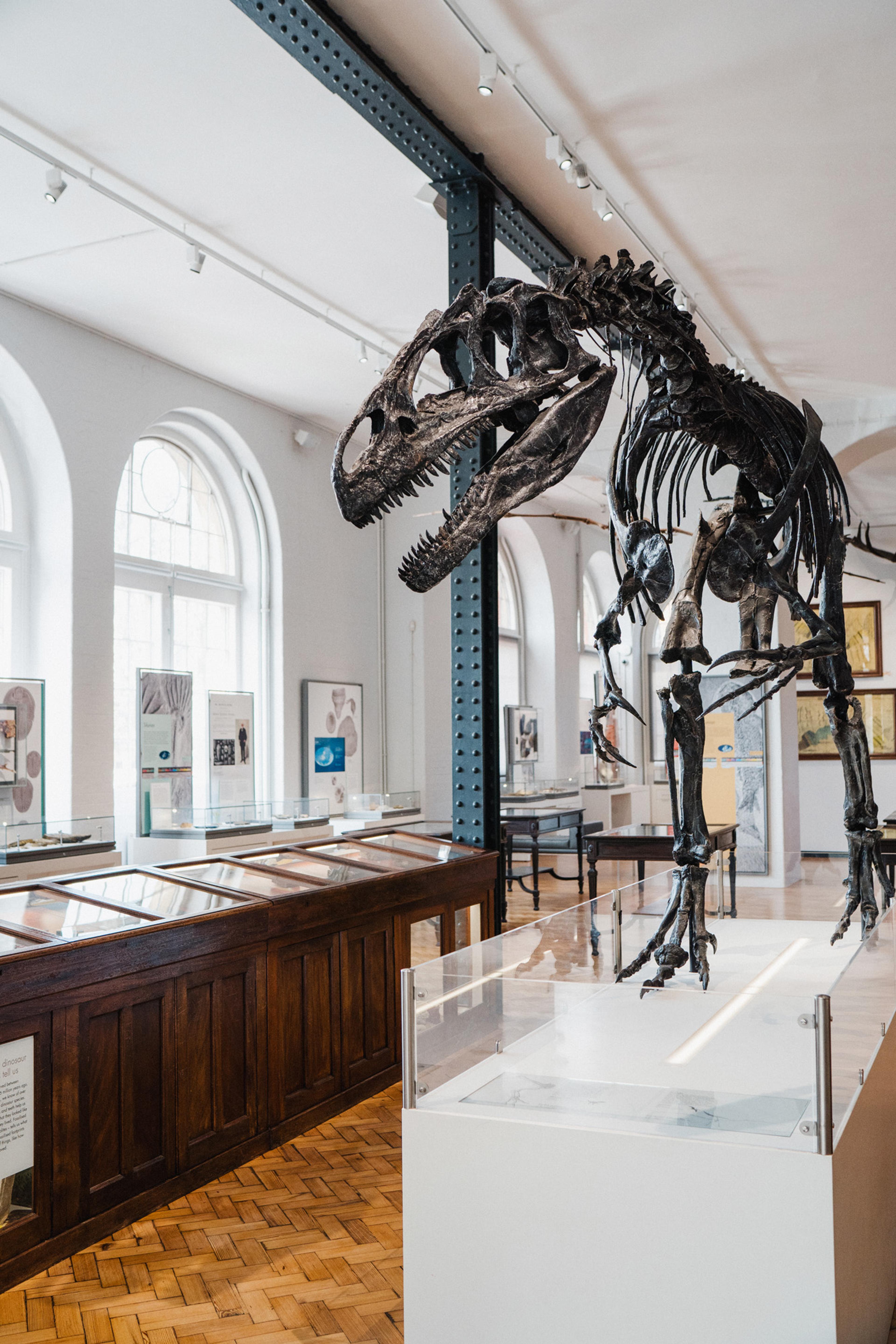 A dinosaur skeleton displayed in a gallery with wooden parquet floor