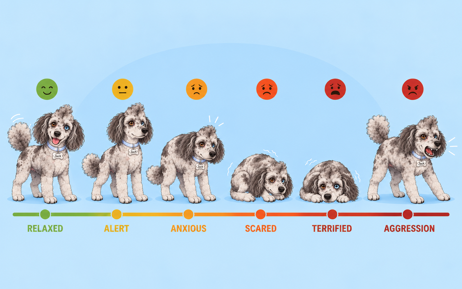 Dog anxiety & aggression