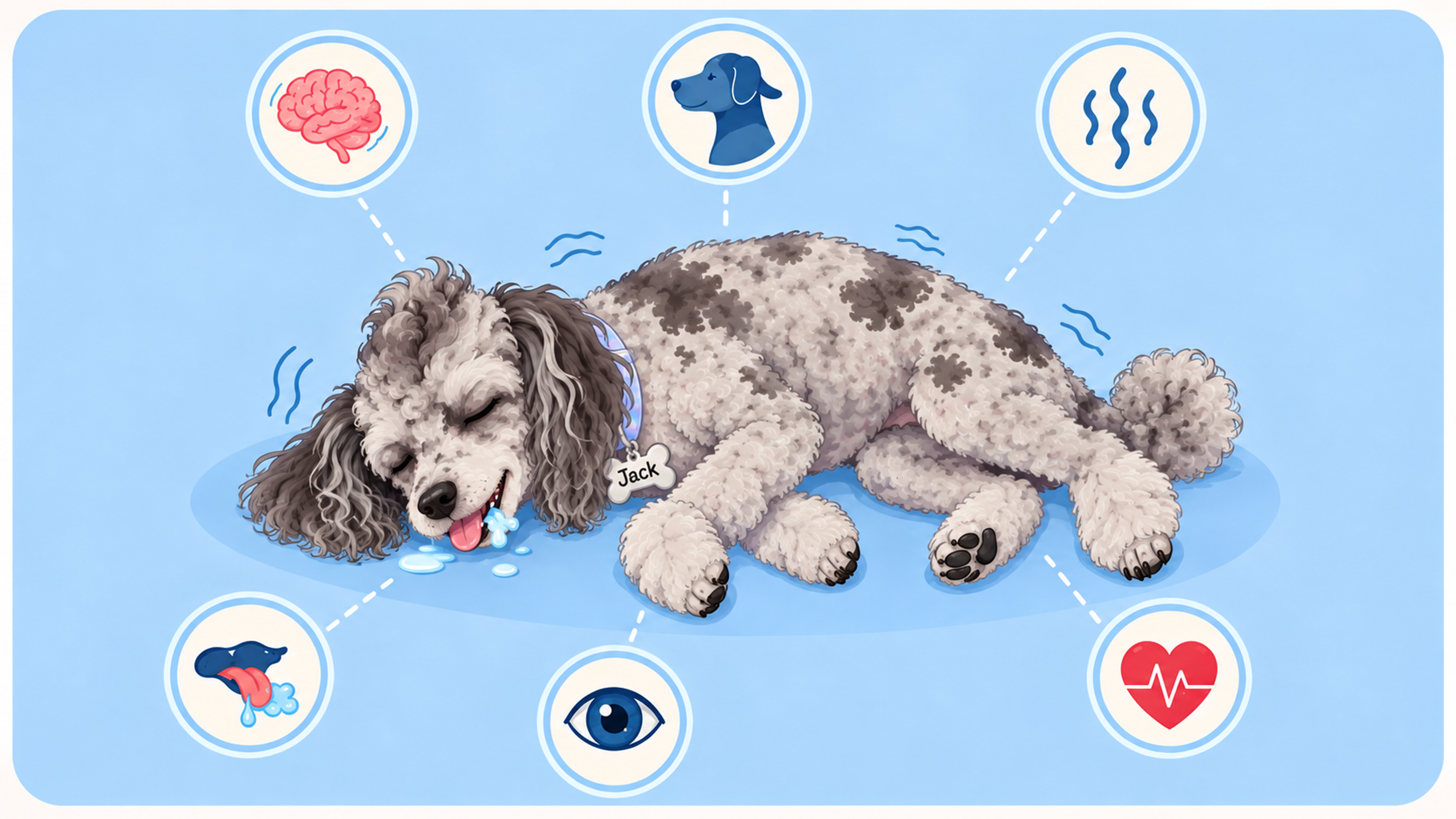 Dog having a seizure 