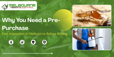 pre purchase pest inspection melbourne