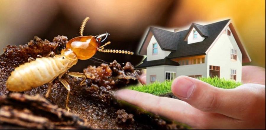 Termite Inspection Melbourne: 