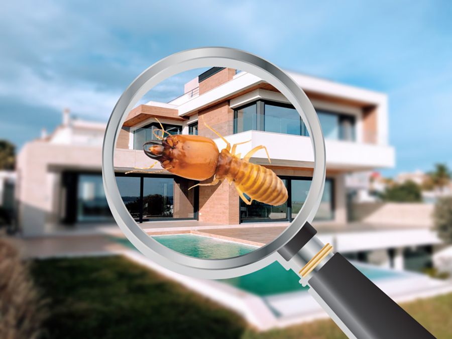 pre purchase pest inspection melbourne