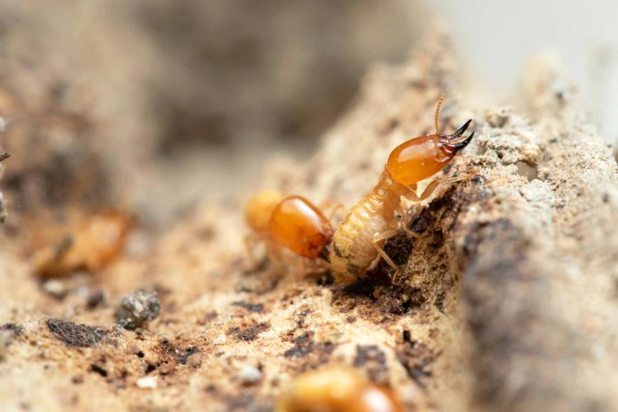 Termite inspection melbourne