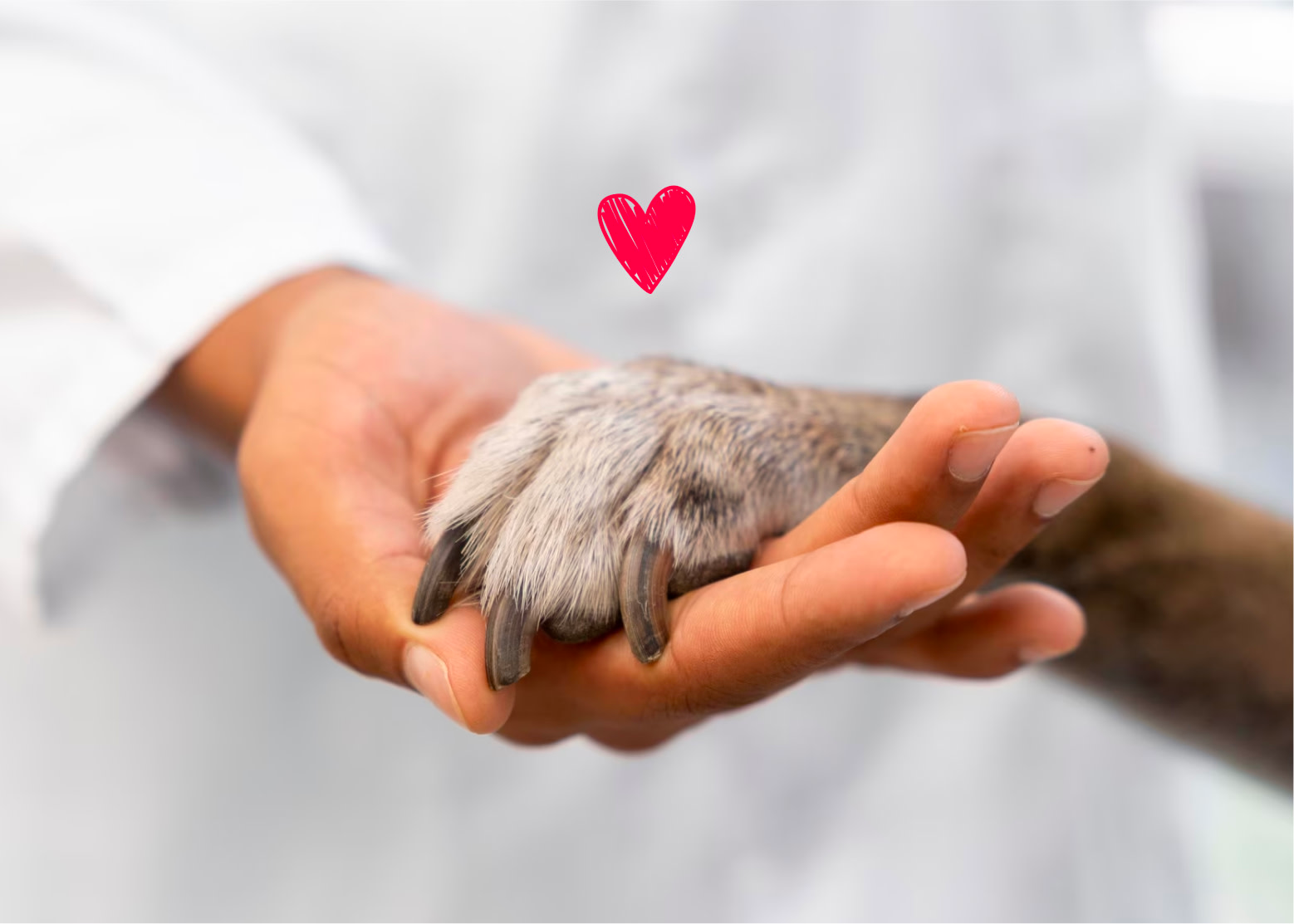 a vet holding the paw of a dog with a heart above it