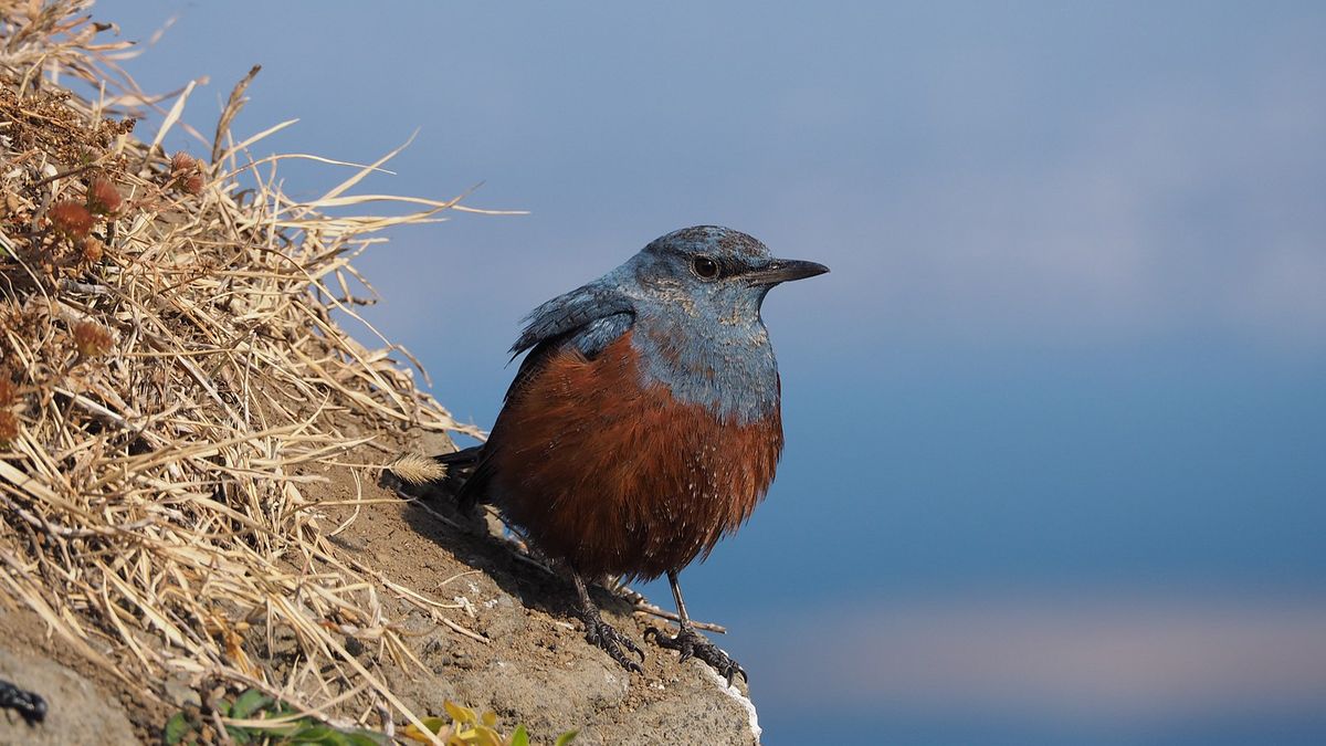 Photo of a bird in Jeju Island