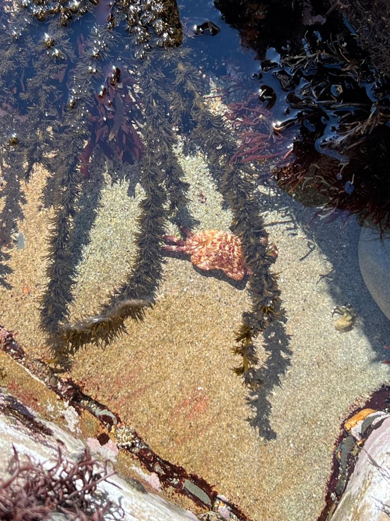 潮溜まりに見られる海洋生物の痕跡