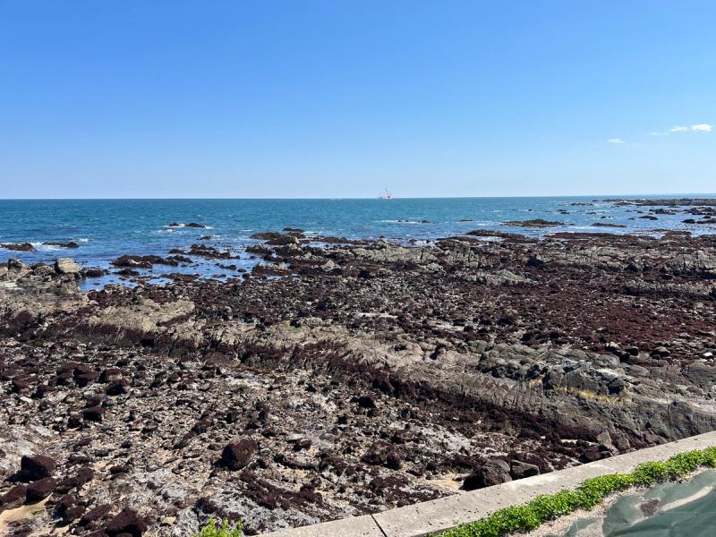 海岸線に広がる洗濯板状の平磯白亜紀層