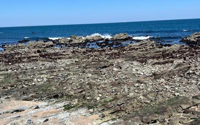 平磯白亜紀層｜化石が見つかるかも？県指定天然記念物の中生代地層