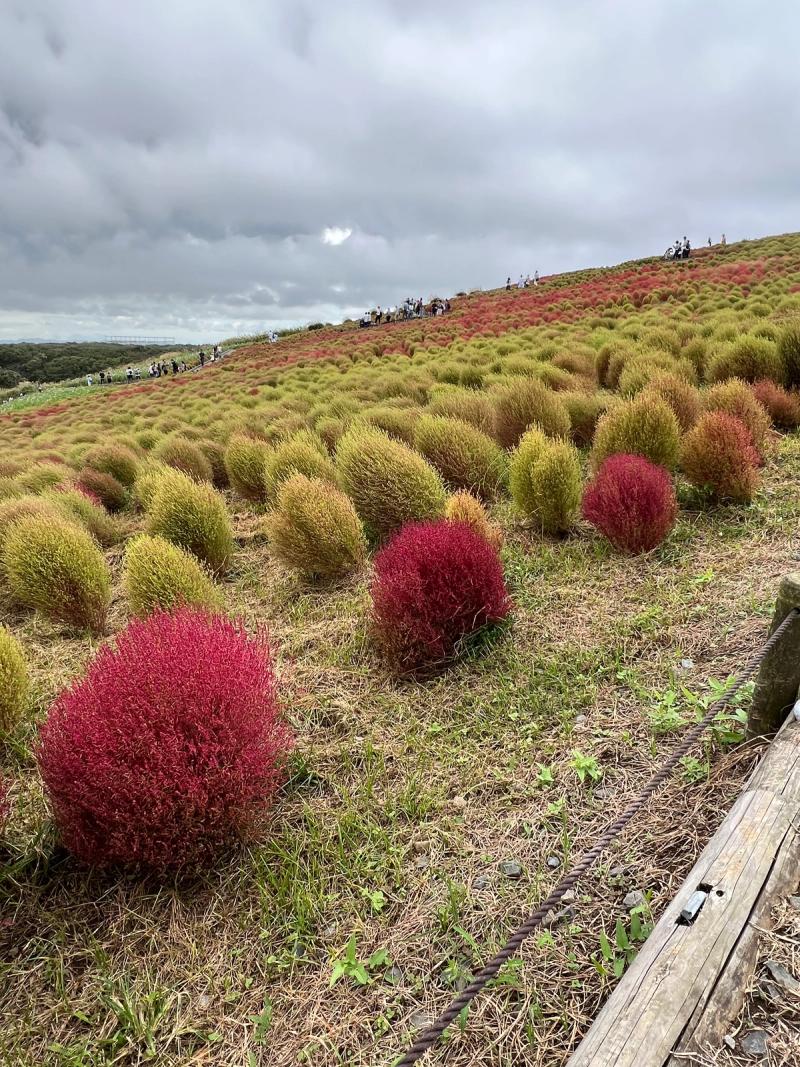 ひたち海浜公園コキア