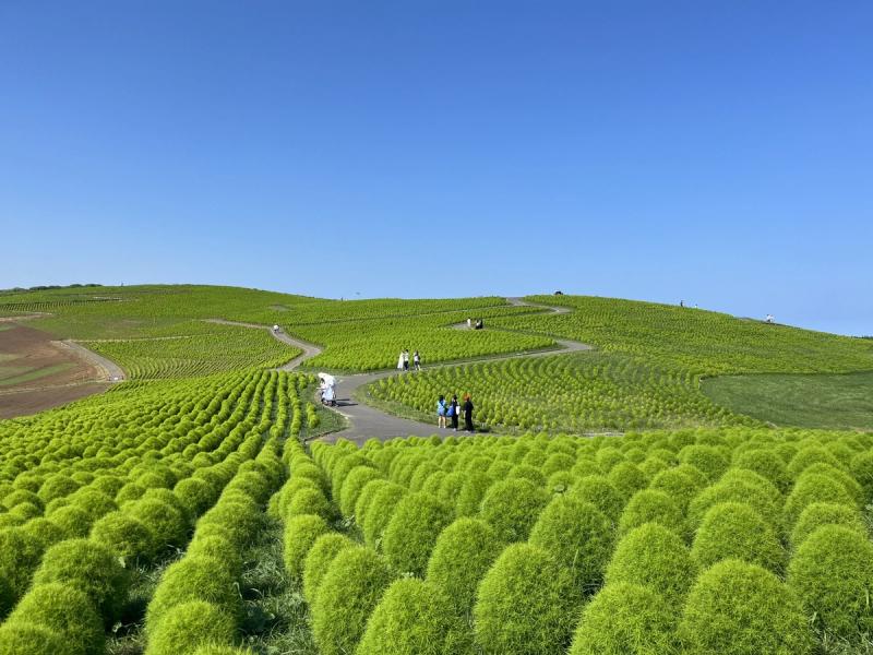 ひたち海浜公園コキア(緑)