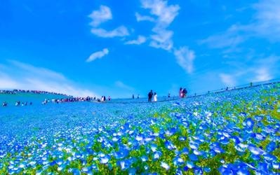 【2026년】네모필라 전날 숙소 추천 13선｜히타치 해변 공원 지역별