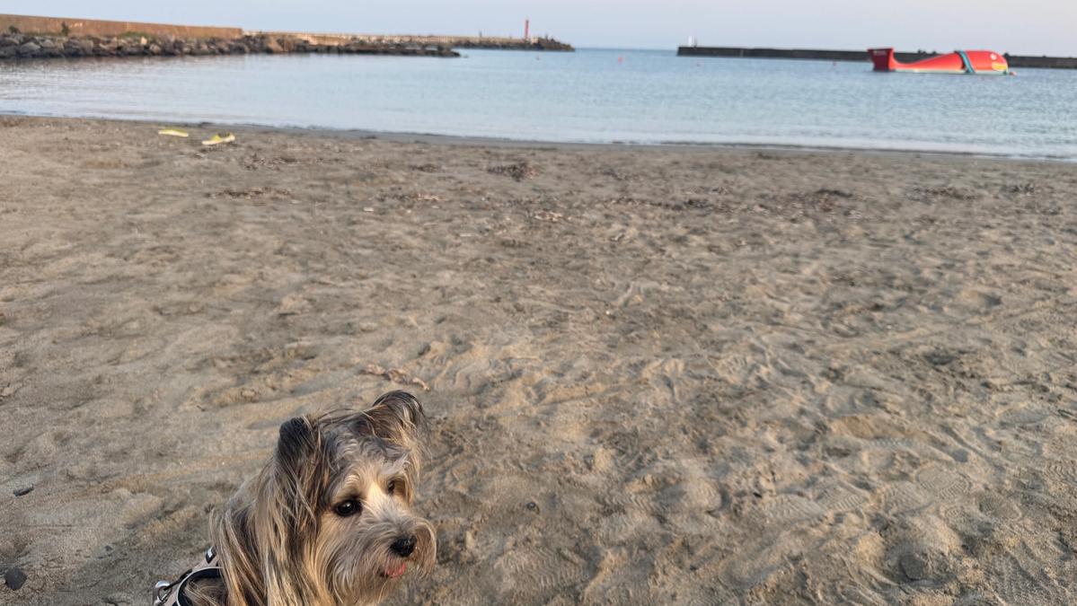 【2026年最新】国営ひたち海浜公園の近くでペットと泊まれるおすすめ宿9選