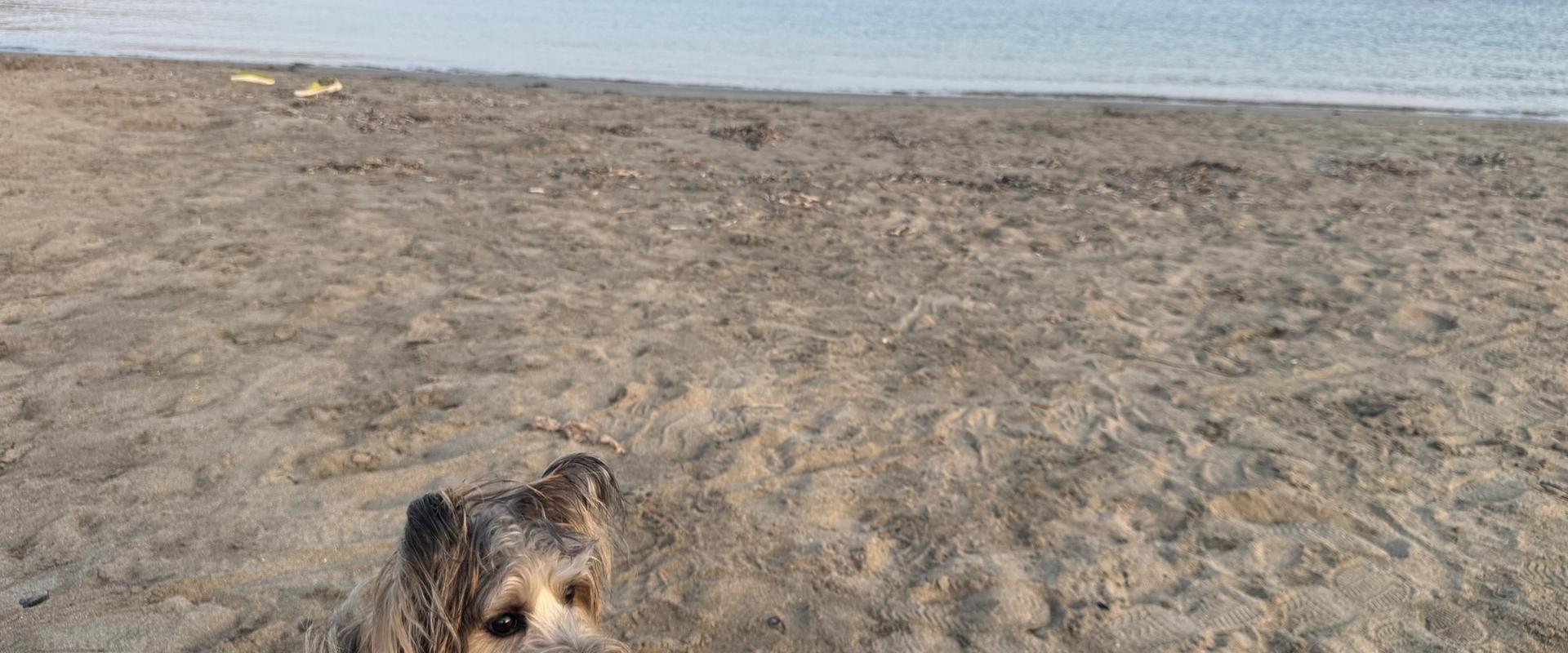 【2026年最新】国営ひたち海浜公園の近くでペットと泊まれるおすすめ宿9選