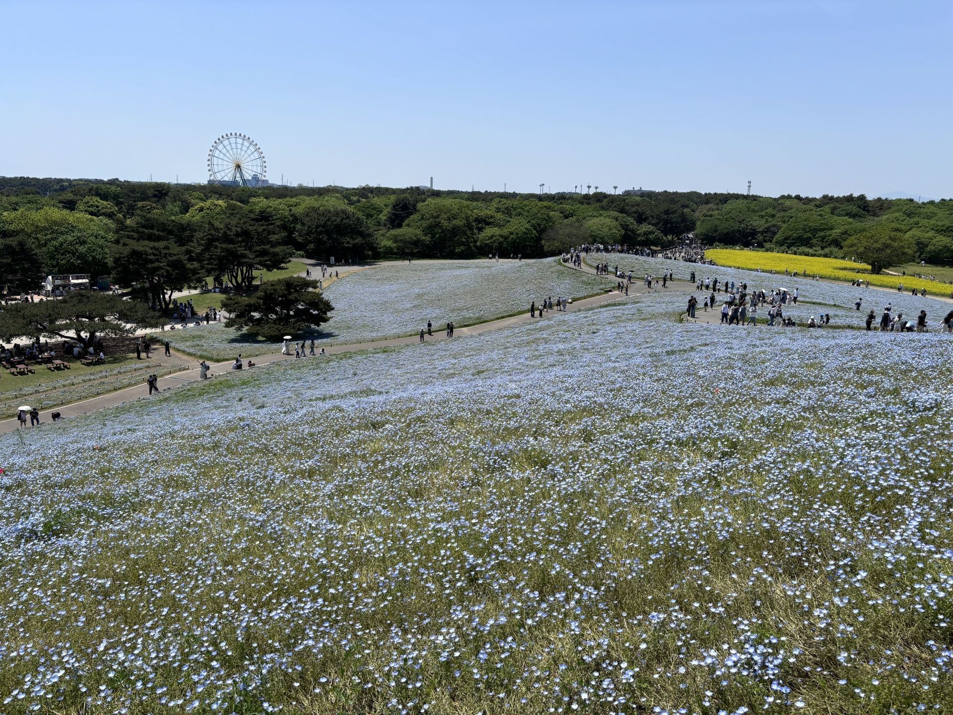 ネモフィラシャトルバス｜無料バス＆並ばず入園の割引切符【2026