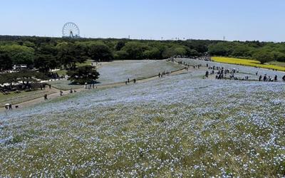 Nemophila Shuttle Bus | Free Bus & Discount Tickets for Entry Without Queuing [2026]