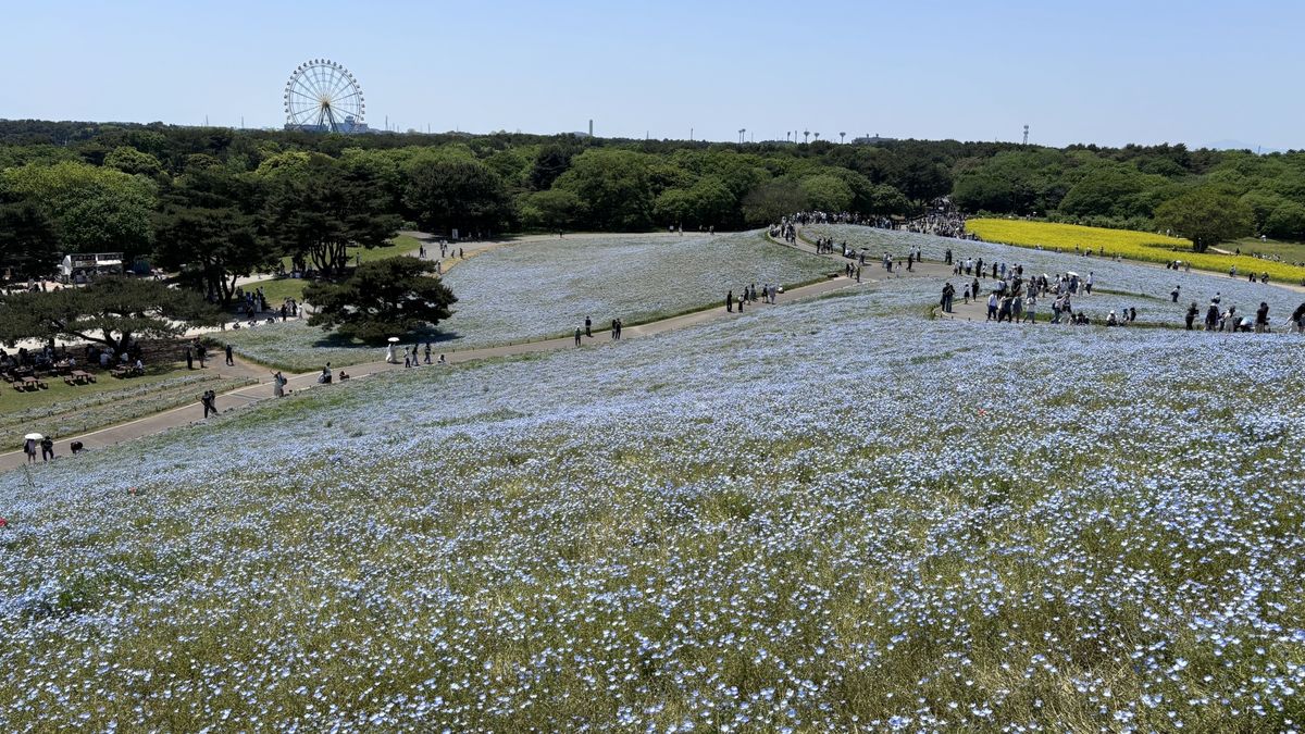 ネモ菲拉穿梭巴士｜免费巴士及免排队入园的优惠票【2026】