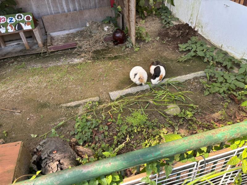 かみね動物園のふれあいコーナーのモルモット