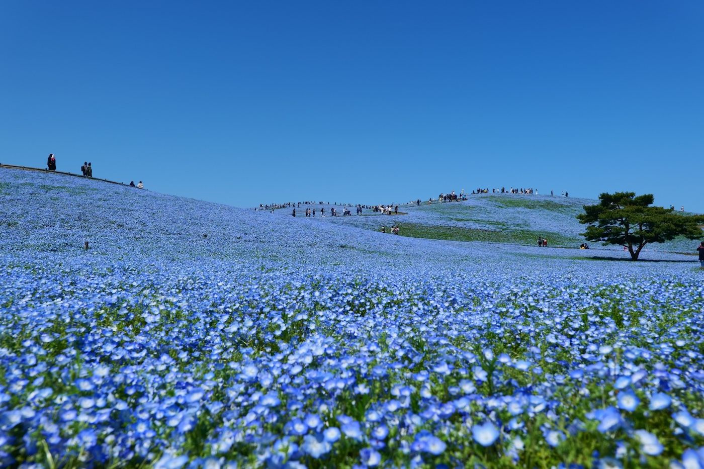 Avoiding Traffic for Nemophila at Hitachi Seaside Park