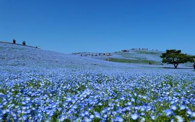 ひたち海浜公園ネモフィラ渋滞回避！地元民が教える裏道ルート＆駐車場攻略【2026年】