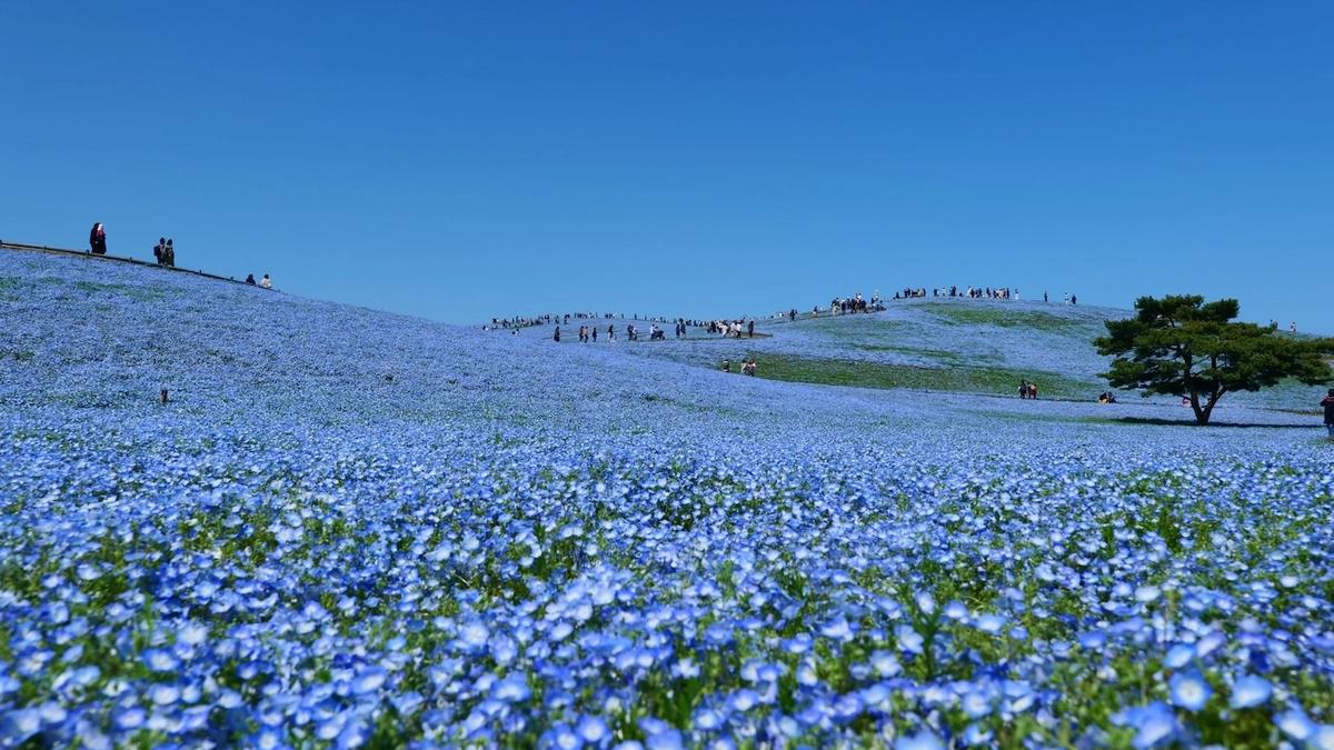 ひたち海浜公園ネモフィラ渋滞回避！地元民が教える裏道ルート＆駐車場攻略【2026年】